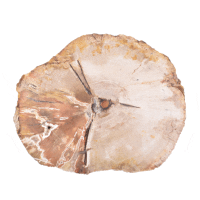 Φέτα απολιθωμένου ξύλου από τη Μαδαγασκάρη, μεγέθους 9,5cm. Η φέτα του απολιθωμένου ξύλου είναι γυαλισμένη και από τις δύο μεριές. Αγοράστε online shop.