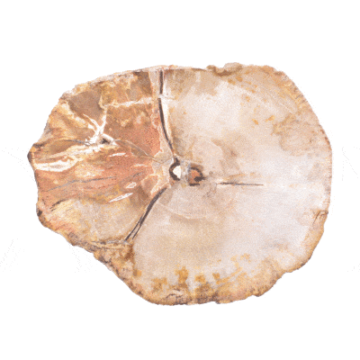 Φέτα απολιθωμένου ξύλου από τη Μαδαγασκάρη, μεγέθους 9,5cm. Η φέτα του απολιθωμένου ξύλου είναι γυαλισμένη και από τις δύο μεριές. Αγοράστε online shop.