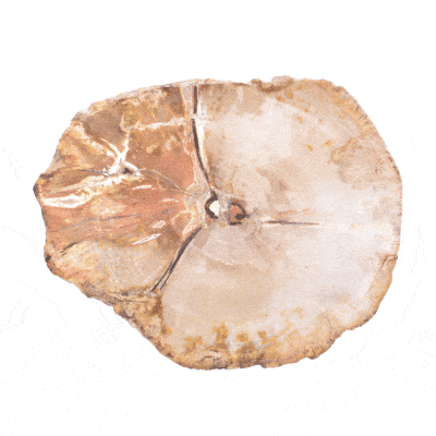 Natural slice of petrified wood from Madagascar, with a size of 9.5cm. The slice of petrified wood is polished on both sides. Buy online shop.