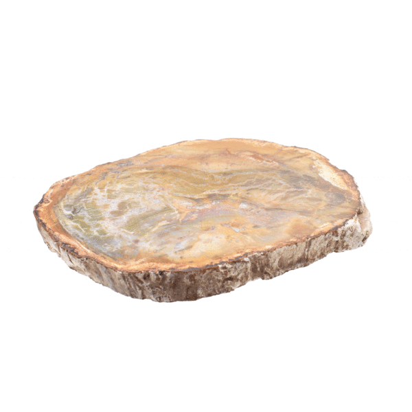 Natural slice of petrified wood from Madagascar, with a size of 11cm. The slice of petrified wood is polished on both sides. 