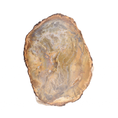 Natural slice of petrified wood from Madagascar, with a size of 11cm. The slice of petrified wood is polished on both sides. 