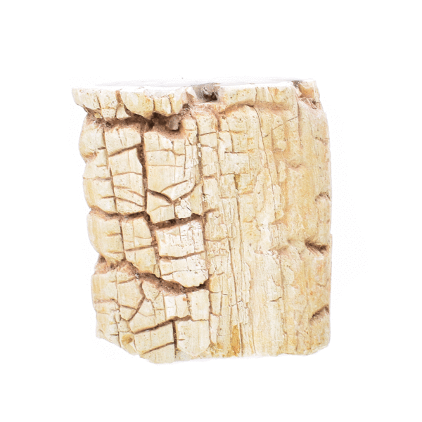 Φυσικό κομμάτι απολιθωμένου ξύλου από τη Μαδαγασκάρη, γυαλισμένο από τη μια μεριά. Το ξύλο έχει μέγεθος 6cm. Αγοράστε online shop.