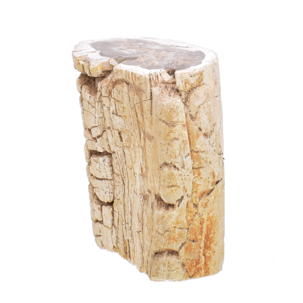 Natural piece of petrified wood from Madagascar, with a size of 6cm. The petrified wood is polished on one side. Buy online shop.