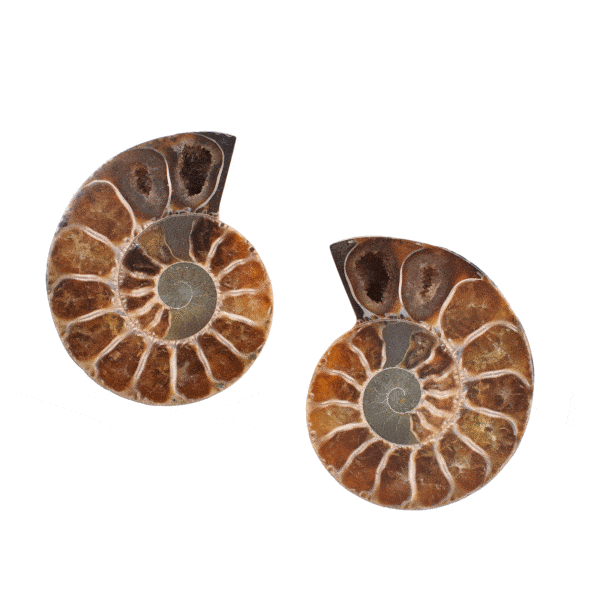Polished pair of Cleoniceras Ammonite with opalized shell and a size of 6cm. Buy online shop.