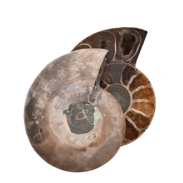 Γυαλισμένο ζευγάρι Αμμωνίτη Cleoniceras με οπαλοποιημένο περίβλημα, μεγέθους 6cm. Αγοράστε online shop.