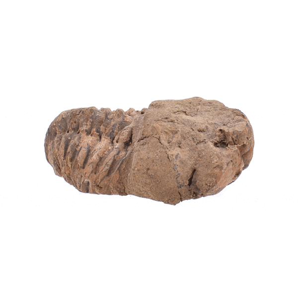 Natural 7cm fossil of Trilobite Flexicalymene from Morocco. 