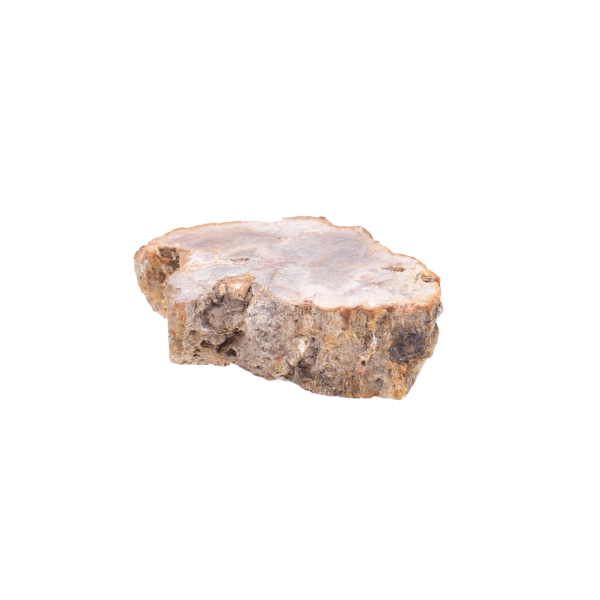 Natural 9cm slice of petrified wood from Madagascar, polished on the one side.