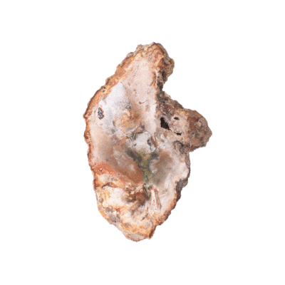 Natural 9cm slice of petrified wood from Madagascar, polished on the one side.