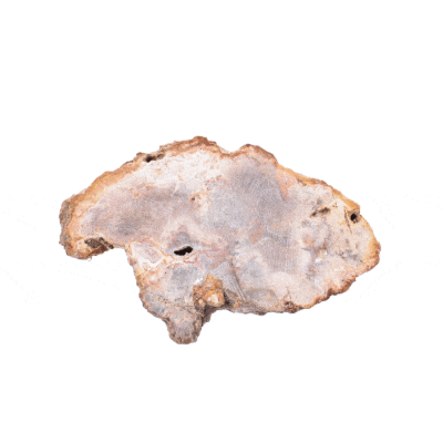 Natural 9cm slice of petrified wood from Madagascar, polished on the one side.