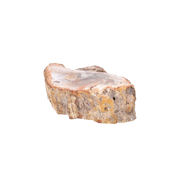 Natural 9cm slice of petrified wood from Madagascar, polished on the one side.